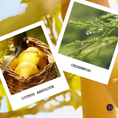 Maison Margiela Replica Under The Lemon Trees